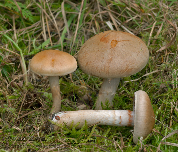 Körniggrauer Schleimkopf Cortinarius cephalixus