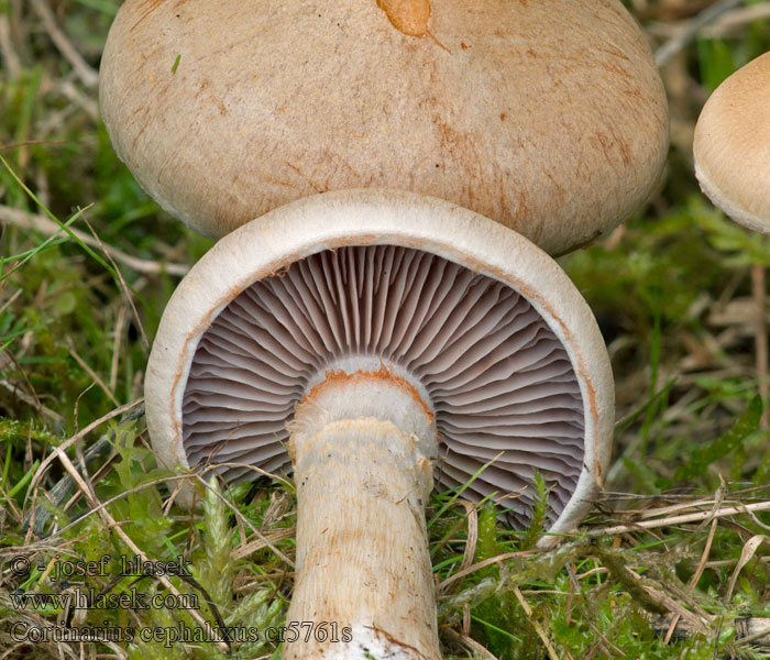 Zasłonak ziarnisty Cortinarius cephalixus