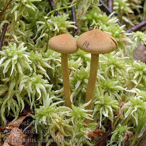 Cortinarius chrysolitus al6098