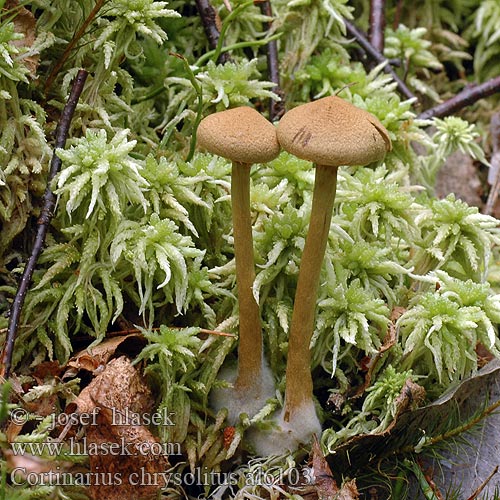 Cortinarius chrysolitus al6103