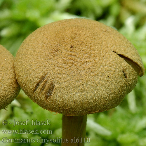 Cortinarius chrysolitus al6110