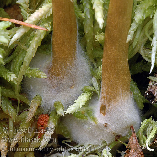 Olive Green-gilled Cort Cortinarius chrysolitus