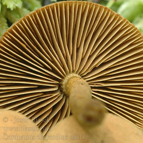 Cortinarius chrysolitus al6115