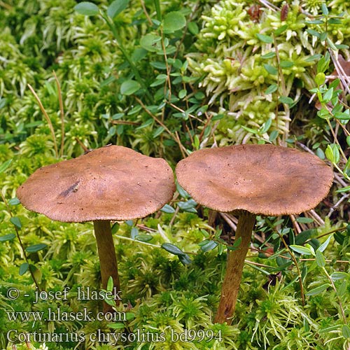 Cortinarius chrysolitus bd9994