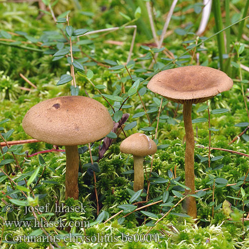 Olive Green-gilled Cort Cortinarius chrysolitus