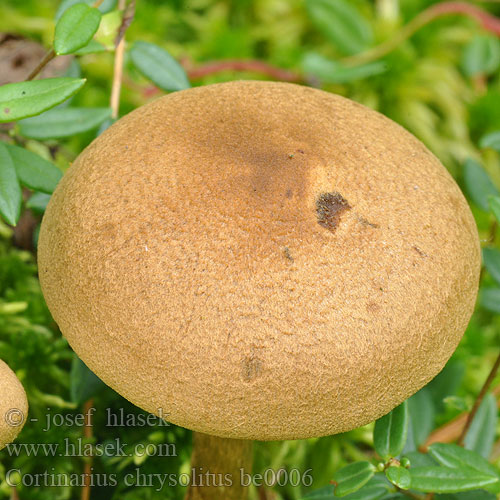 Cortinarius chrysolitus Dermocybe chrysolita