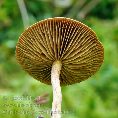 Cortinarius chrysolitus Dermocybe chrysolita Pavučinec bahenní