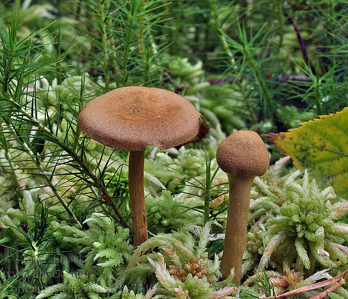 Cortinarius chrysolitus Dermocybe chrysolita Pavučinec rašeliníkový