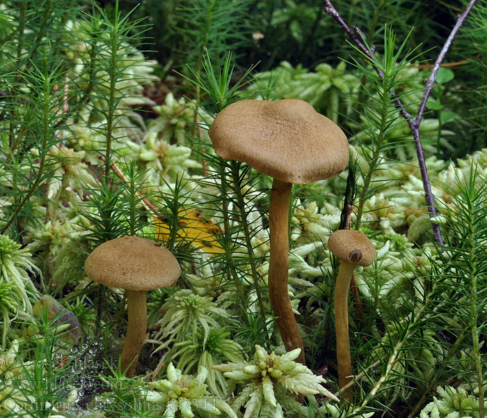 Cortinarius chrysolitus Dermocybe chrysolita Pavučinec bahenní