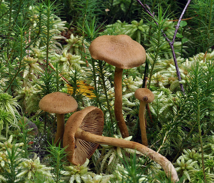 Cortinarius chrysolitus Pavučinec bahenní Cortinaire lames olive