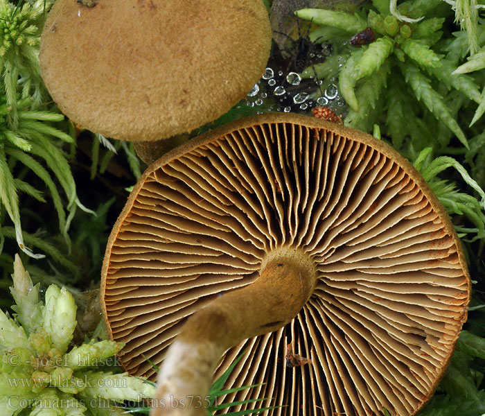 Cortinarius_chrysolitus_bs7351