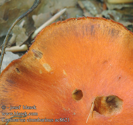 Cortinarius cinnabarinus ac8621