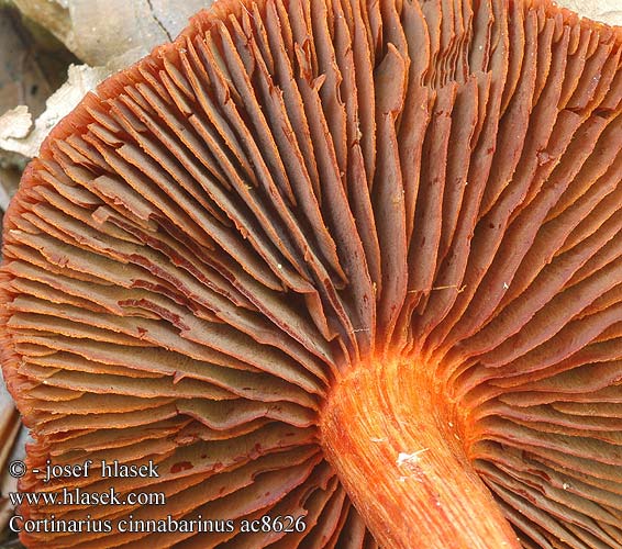 Cortinarius cinnabarinus Pavučinec rumělkový Pavučinovec rumelkový Zinnoberroter Wasserkopf Buchen-Gürtelfuss Vermiljoengordijnzwam Dermocybe cinnabarina Паутинник киноварно-красный Cortinaire rouge cinabre Sinoberslørsopp Heloseitikki Skórzak cynobrowy Cinobrasta koprenka Cinnoberspindling