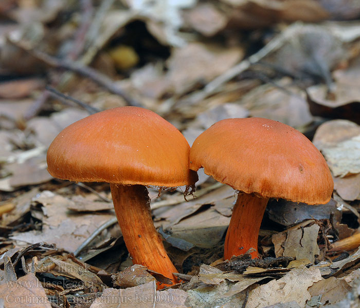 Cortinarius cinnabarinus be4090