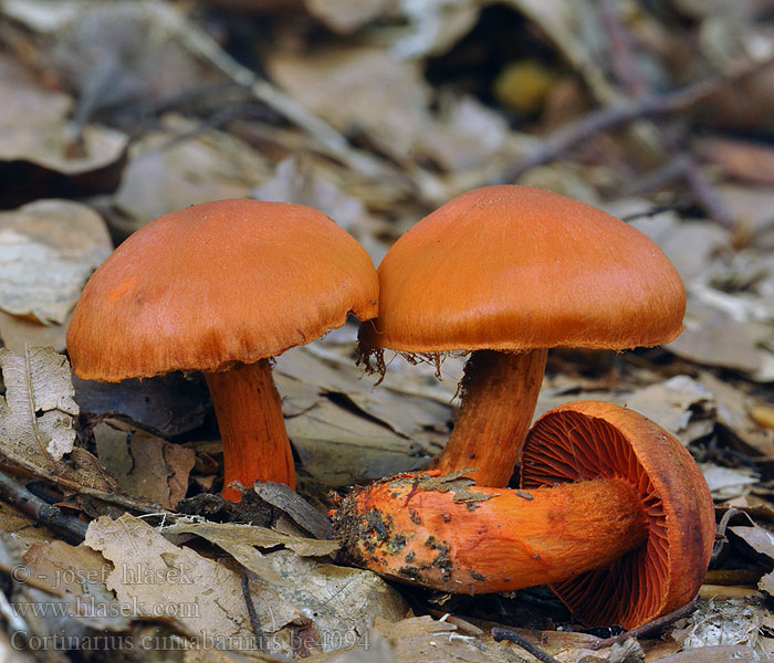 Cortinarius cinnabarinus Vermiljoengordijnzwam Dermocybe cinnabarina Паутинник киноварно-красный Cortinaire rouge cinabre Sinoberslørsopp Heloseitikki Skórzak cynobrowy Cinobrasta koprenka Cinnoberspindling