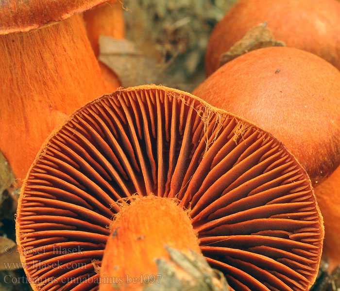 Cortinarius cinnabarinus Паутинник киноварно-красный Cortinaire rouge cinabre Sinoberslørsopp Heloseitikki Skórzak cynobrowy Cinobrasta koprenka Cinnoberspindling