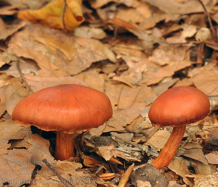 Cortinarius cinnabarinus bi3392