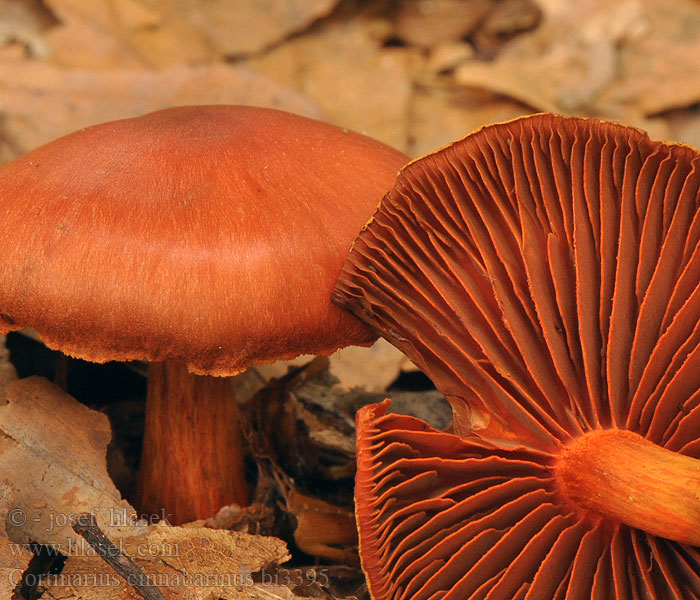 Cortinarius cinnabarinus bi3395