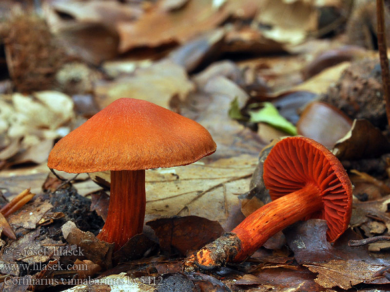 Cortinarius cinnabarinus Heloseitikki Skórzak cynobrowy