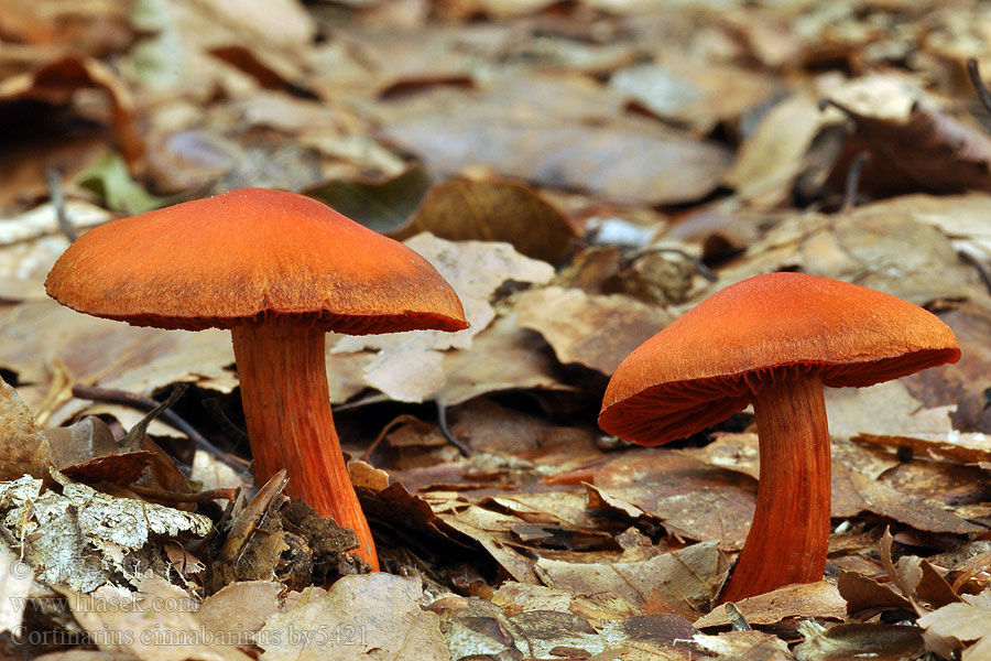 Cortinarius cinnabarinus Cinobrasta koprenka Cinnoberspindling