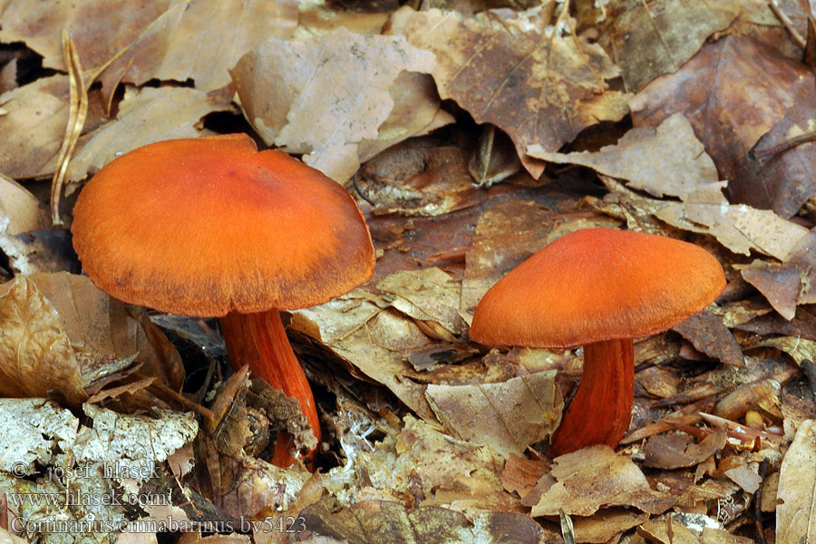 Cortinarius cinnabarinus Pavučinec rumělkový