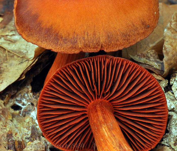 Cortinarius cinnabarinus Pavučinovec rumelkový