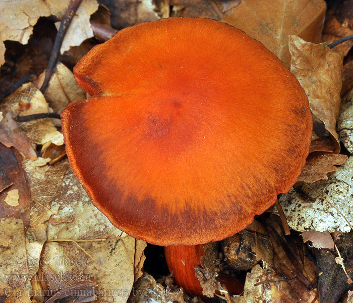 Cortinarius cinnabarinus Zinnoberroter Wasserkopf Buchen-Gürtelfuss