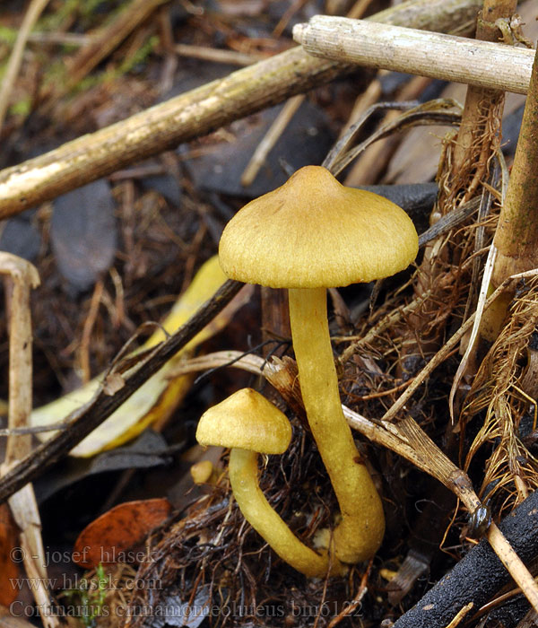 Cortinarius cinnamomeoluteus Dermocybe cinnamomeolutea Cortinaire jaune cannelle Pavučinec skořicově žlutý Pajuseitikki Gele wilgengordijnzwam Safranblättriger Hautkopf Vierkanelslørsopp Zasłonak płowy cynamonowy Паутинник коричнево-жёлтый Pavučinovec škoricovožltkastý Videspindling