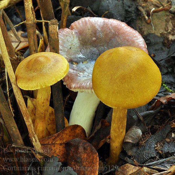 Cortinarius cinnamomeoluteus bm6129