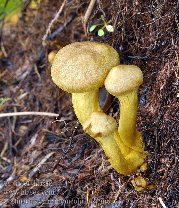 Cortinarius cinnamomeoluteus bm6133