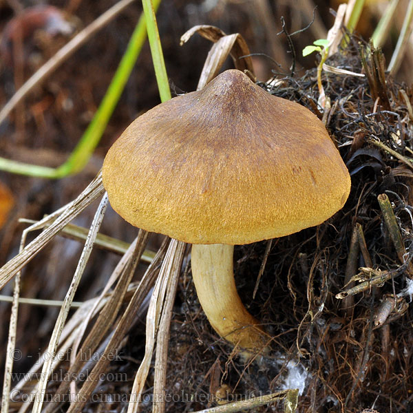 Zasłonak płowy cynamonowy Паутинник коричнево-жёлтый Pavučinovec škoricovožltkastý Videspindling Cortinarius cinnamomeoluteus Dermocybe cinnamomeolutea Cortinaire jaune cannelle Pavučinec skořicově žlutý Pajuseitikki Gele wilgengordijnzwam Safranblättriger Hautkopf Vierkanelslørsopp