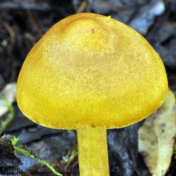 Pavučinovec škoricovožltkastý Videspindling Cortinarius cinnamomeoluteus Dermocybe cinnamomeolutea Cortinaire jaune cannelle Pavučinec skořicově žlutý Pajuseitikki Gele wilgengordijnzwam Safranblättriger Hautkopf Vierkanelslørsopp Zasłonak płowy cynamonowy Паутинник коричнево-жёлтый