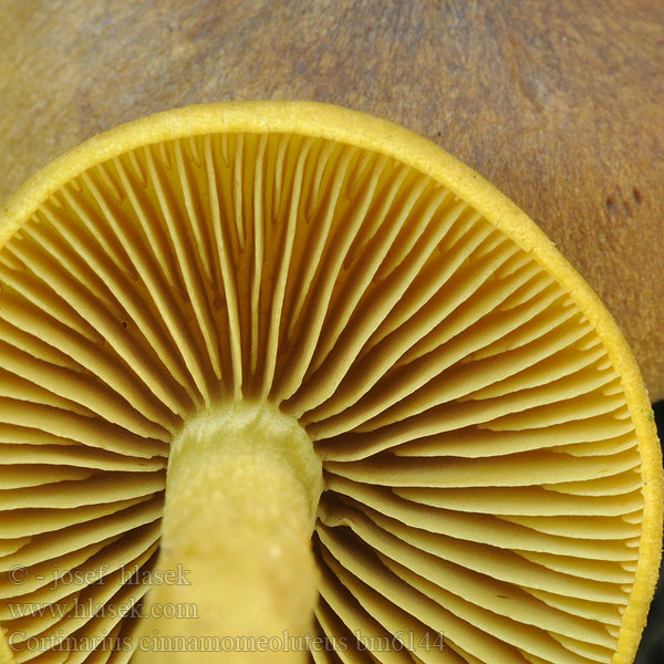 Cortinarius cinnamomeoluteus Dermocybe cinnamomeolutea Pavučinovec škoricovožltkastý Videspindling Cortinaire jaune cannelle Pavučinec skořicově žlutý Pajuseitikki Gele wilgengordijnzwam Safranblättriger Hautkopf Vierkanelslørsopp Zasłonak płowy cynamonowy Паутинник коричнево-жёлтый