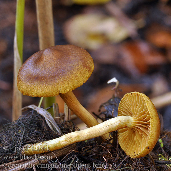 Cortinarius cinnamomeoluteus bm6150