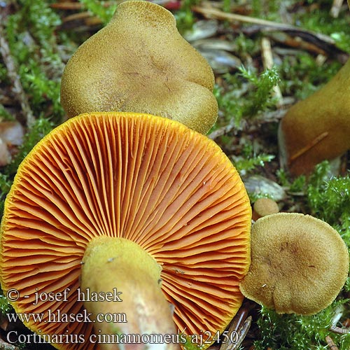 Cortinarius cinnamomeus Dermocybe cinnamomea Pavučinec skořicový Kožohlav skořicový Kožnatka skořicová Zasłonak cynamonowy Cortinaire cannelle Bureţi mesteacăn Kaneliseitikki Pavučinovec škoricový Kaneelkleurige gordijnzwam Kanelslørhat Zimthautkopf Zimt-Hautkopf Kanelslørsopp Паутинник коричневый Kanelspindelskivling Cimetasta koprenka