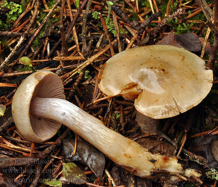 Cortinarius compar Pavučinec stejný Lilafüßiger Schleimkopf Паутинник обыкновенный