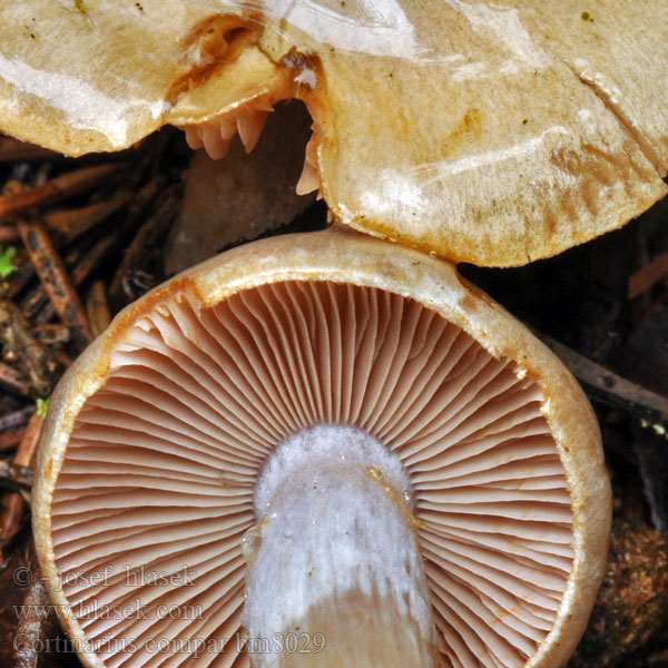 Lilafüßiger Schleimkopf Паутинник обыкновенный Cortinarius compar Pavučinec stejný