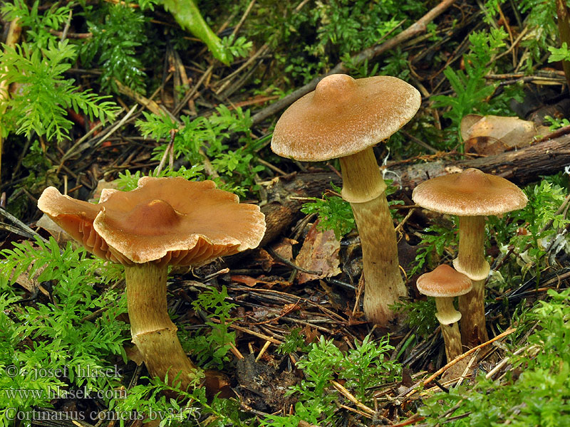 Cortinarius conicus Kegeliger Gürtelfuss Kegelgordijnzwam