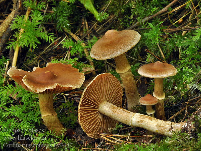 Cortinarius conicus