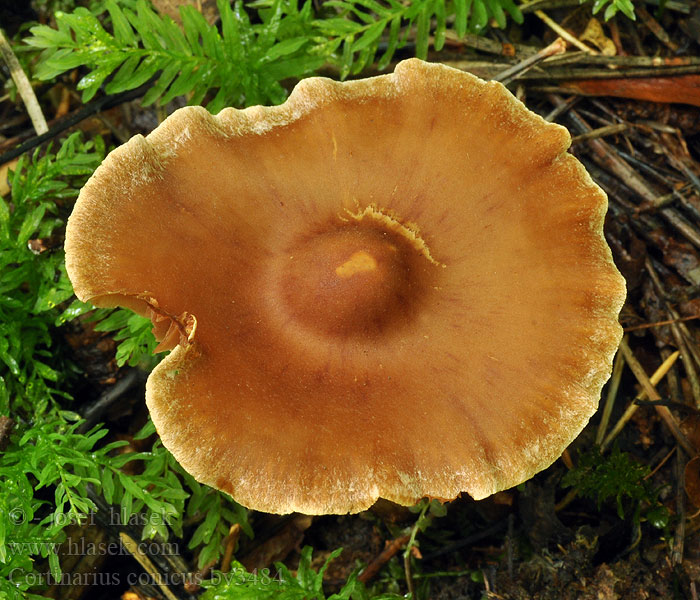 Cortinarius conicus Kegeliger Gürtelfuss