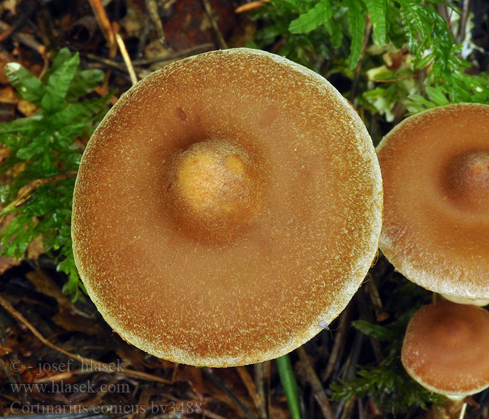 Cortinarius conicus Kegelgordijnzwam