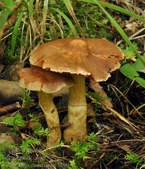 Kegeliger Gürtelfuss Cortinarius conicus