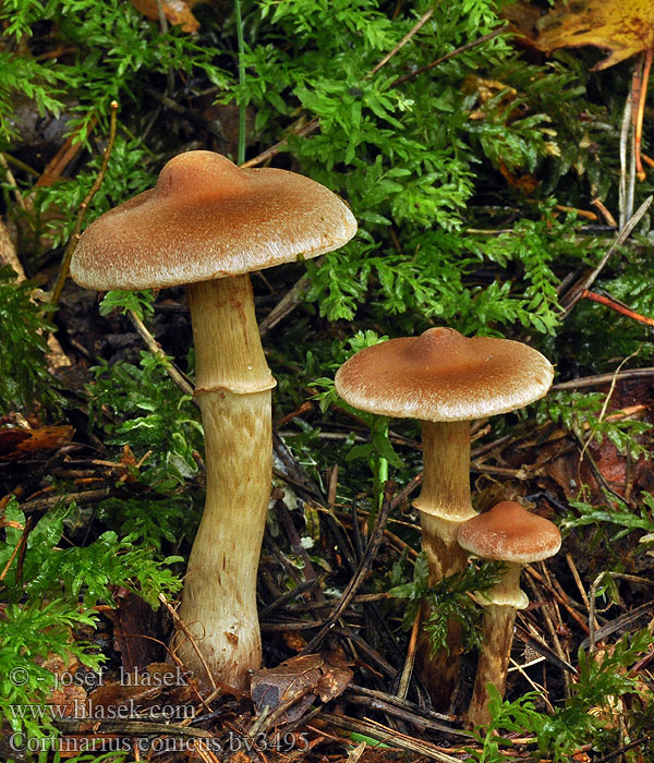 Kegelgordijnzwam Cortinarius conicus Kegeliger Gürtelfuss