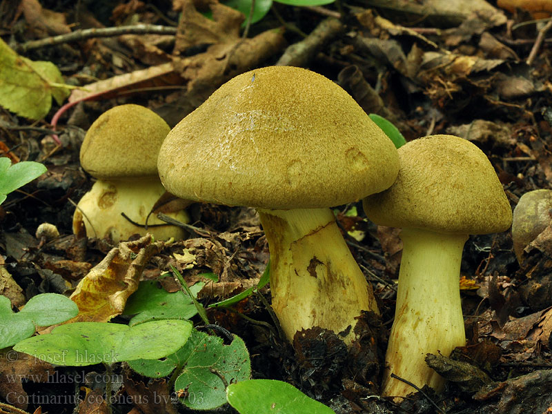 Cortinarius cotoneus Pavučinec vlnatý Olivbrauner Rauhkopf