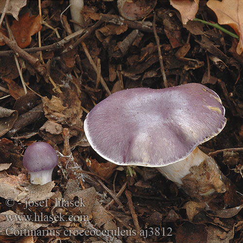 Cortinarius croceoceruleus