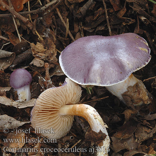 Cortinarius croceoceruleus aj3816