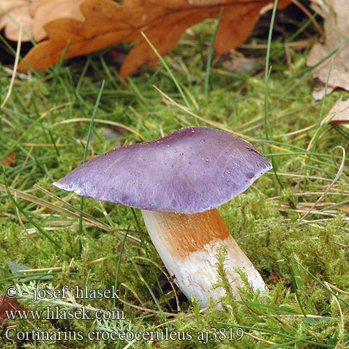 Cortinarius croceoceruleus aj3819