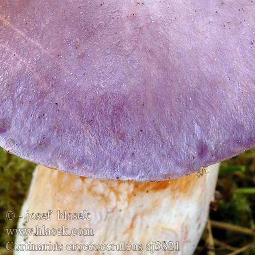 Cortinarius croceoceruleus