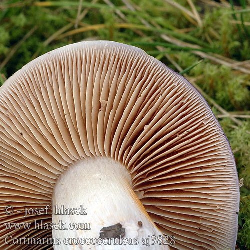 Cortinarius croceoceruleus