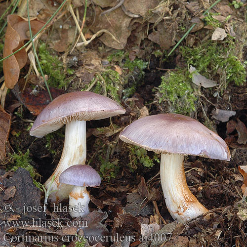 Cortinarius croceoceruleus